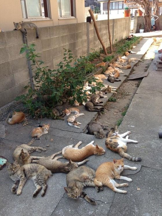 cat clans