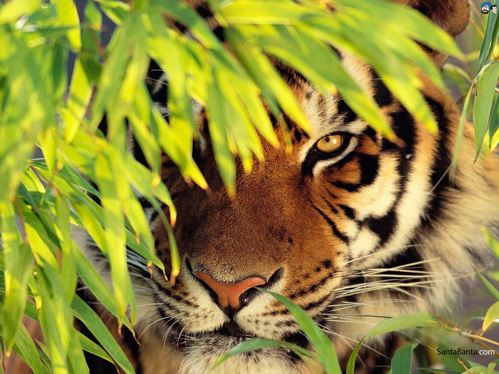 tigers-41a
