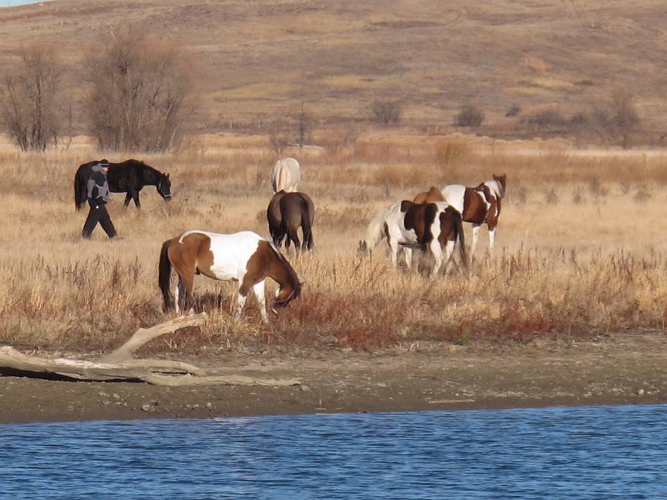 better-horses