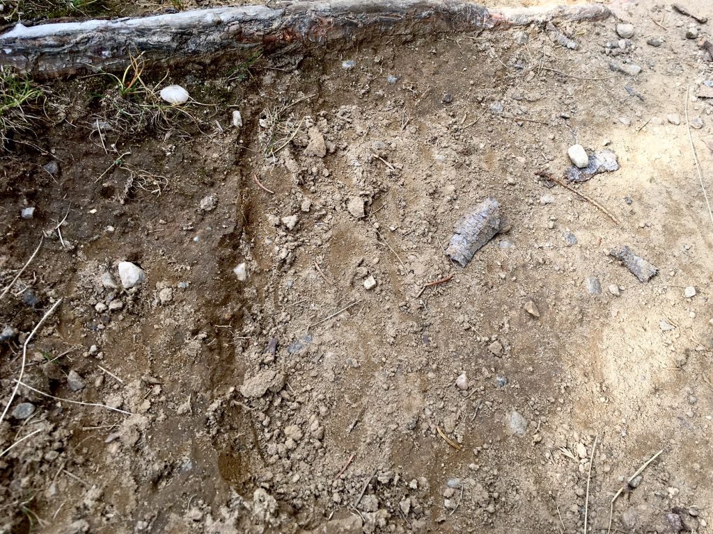 Bear print on the trail
