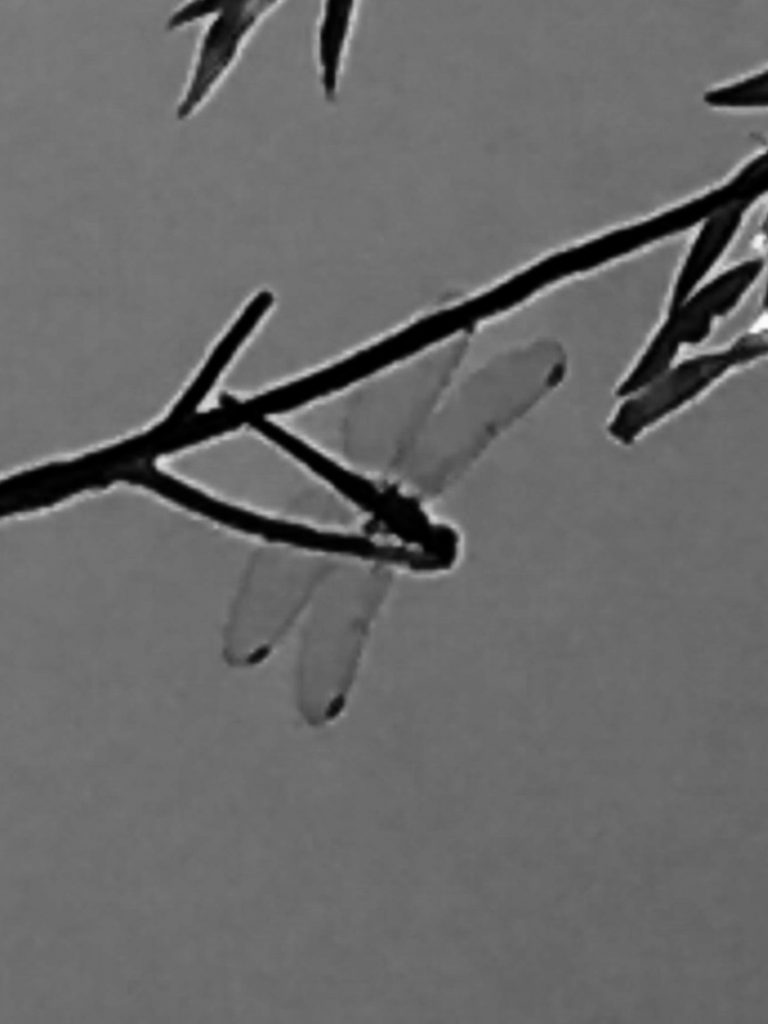 Dragon Fly b&w