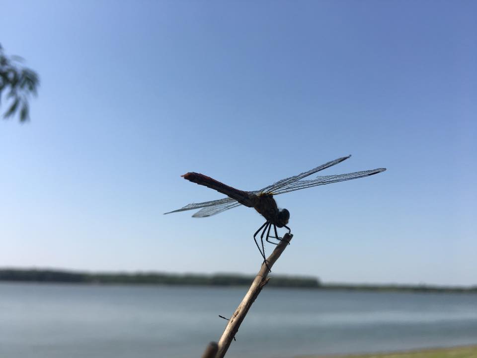 Dragonfly