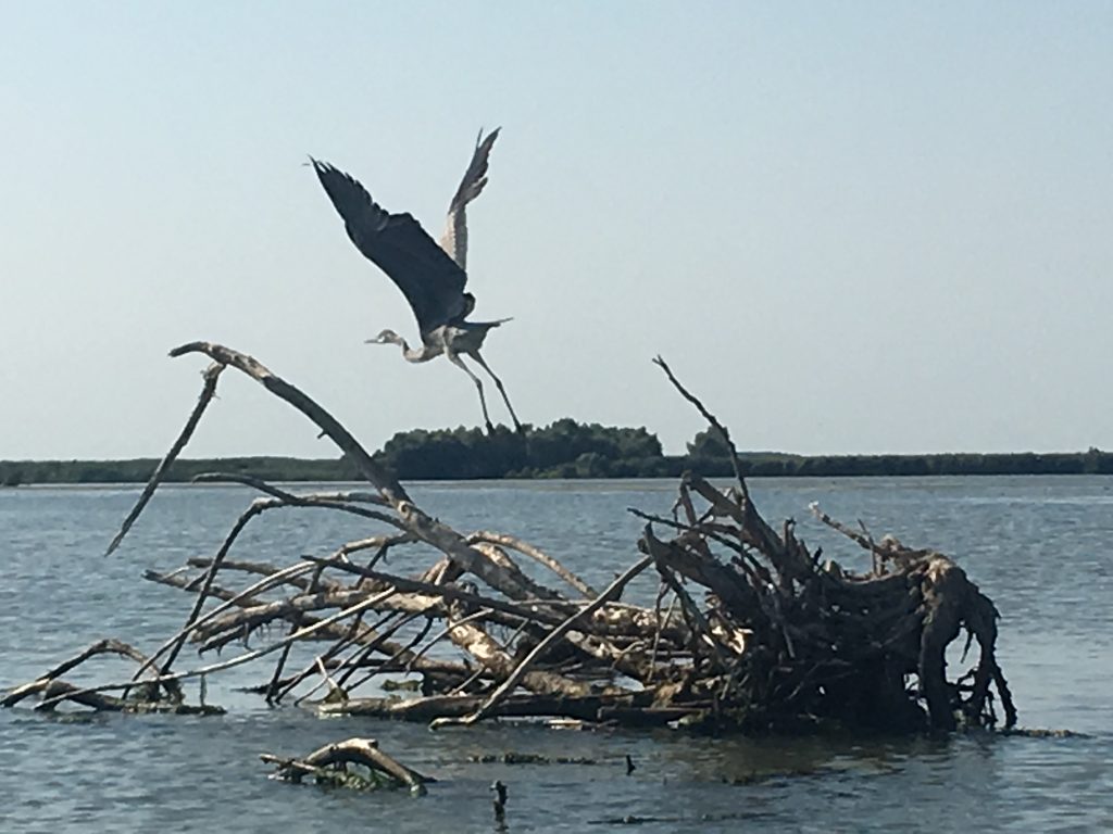 Egret takes flight