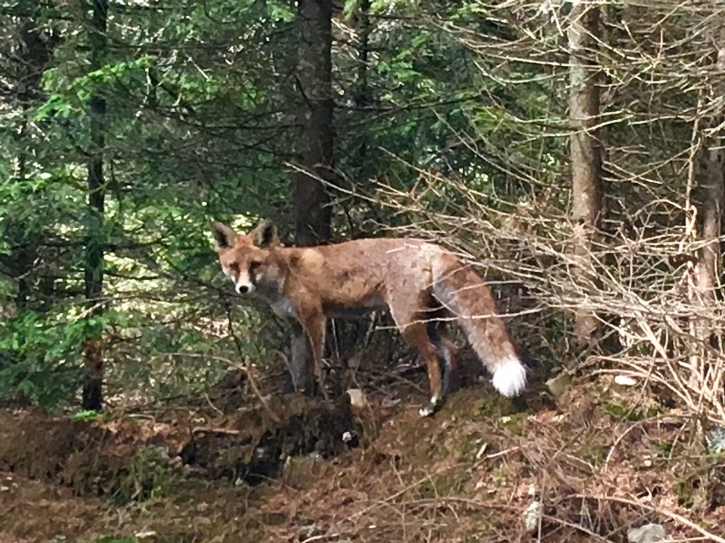 Fox