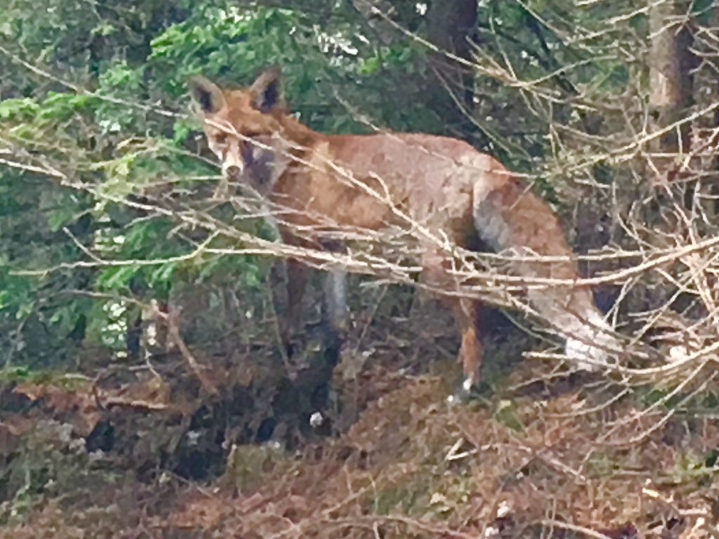 Fox in the woods