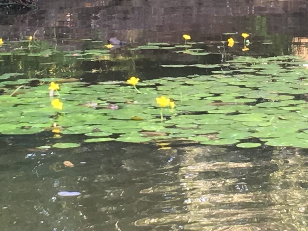 Lily pads
