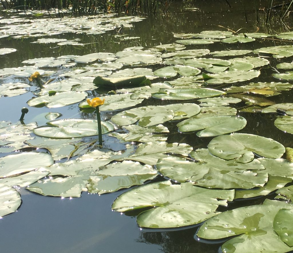 Lily pads