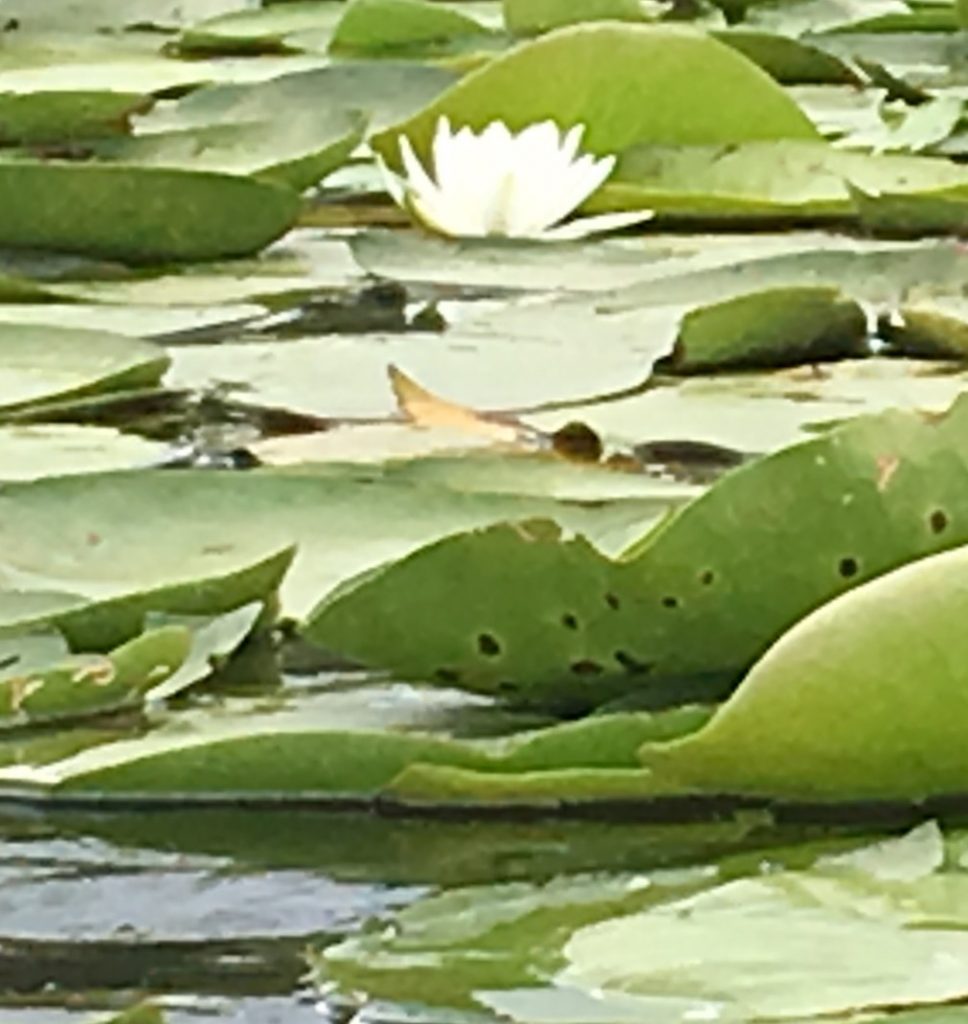 Lotus blossom
