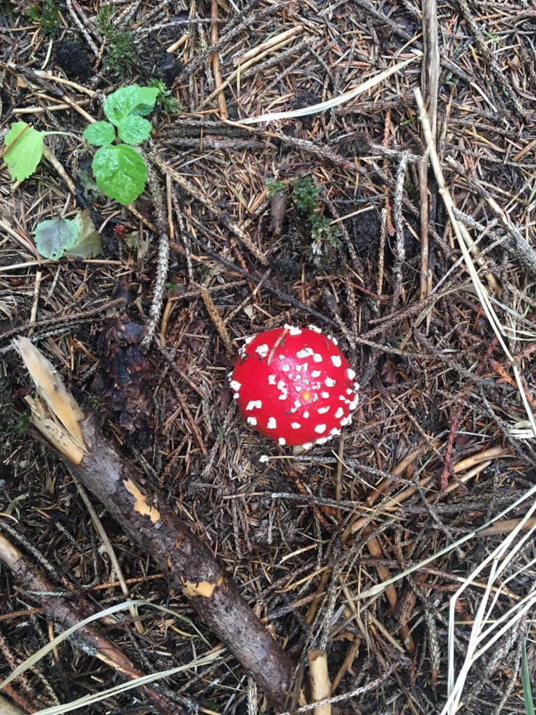 Magic Mushroom