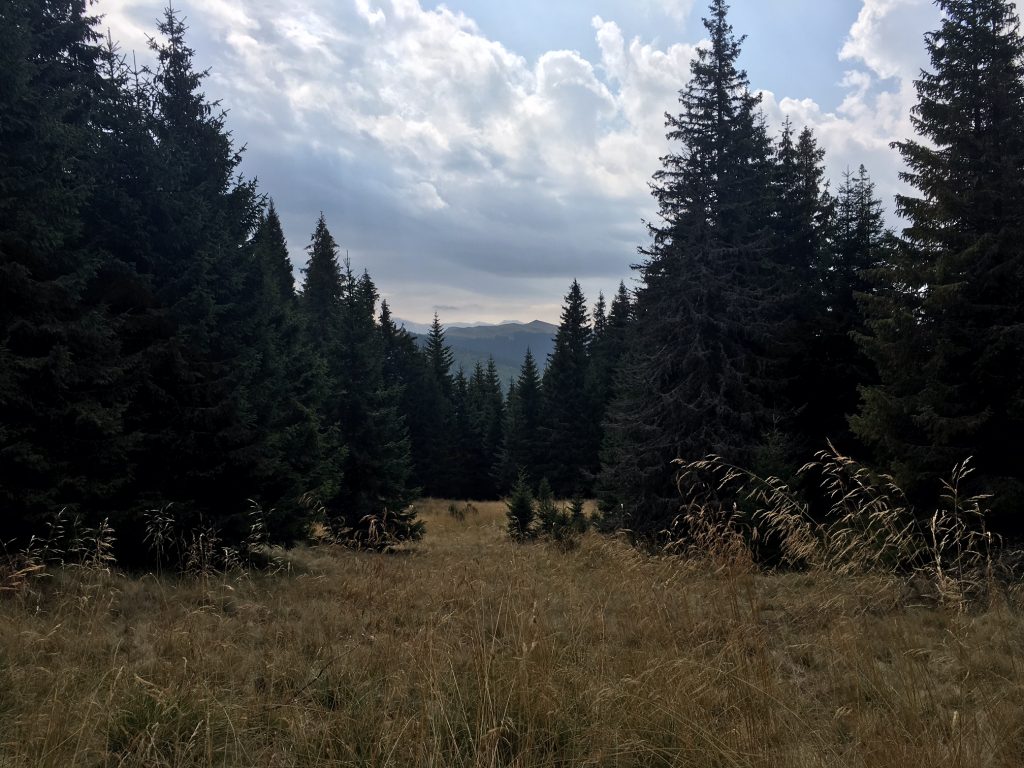 Pines, clouds and earth