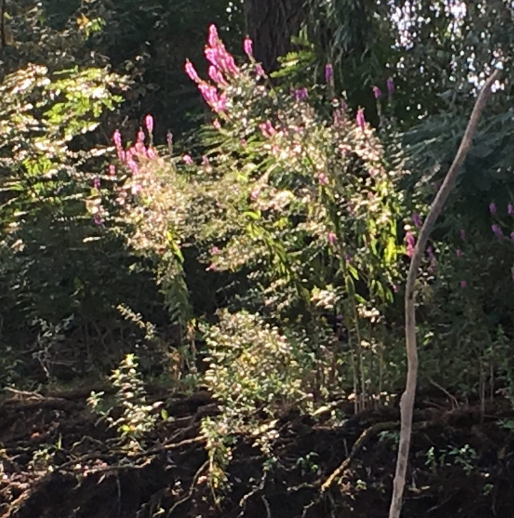 Purple floweres