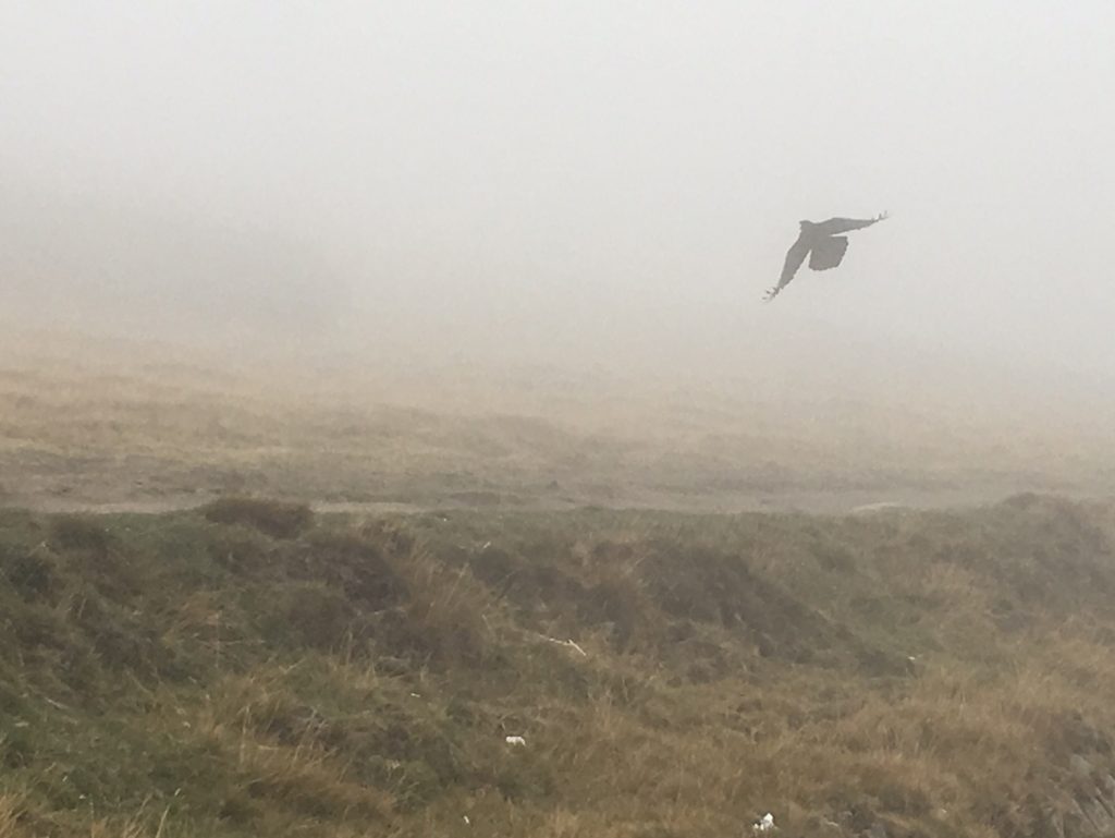 Raven in the mist