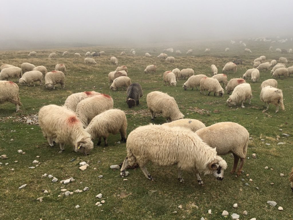 Sheep