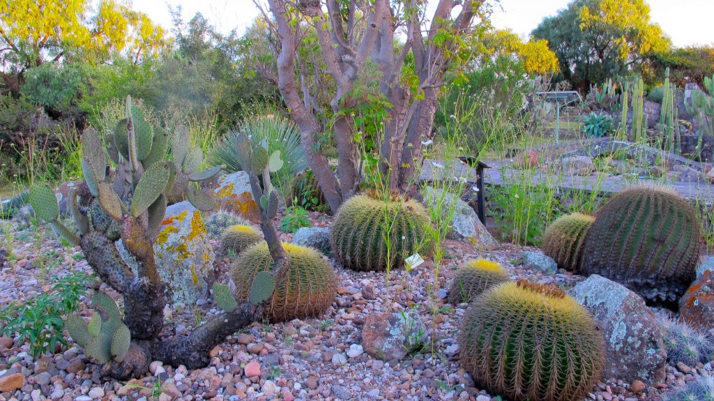 Cactus Garden
