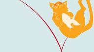 cat bounce