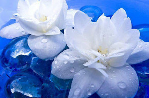 Two white flowers on water