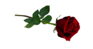 Single-Rose-PNG-01253-274x470