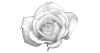 white-rose