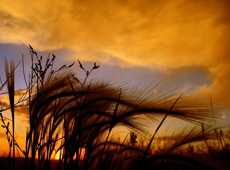 wind, wheat, sunrise