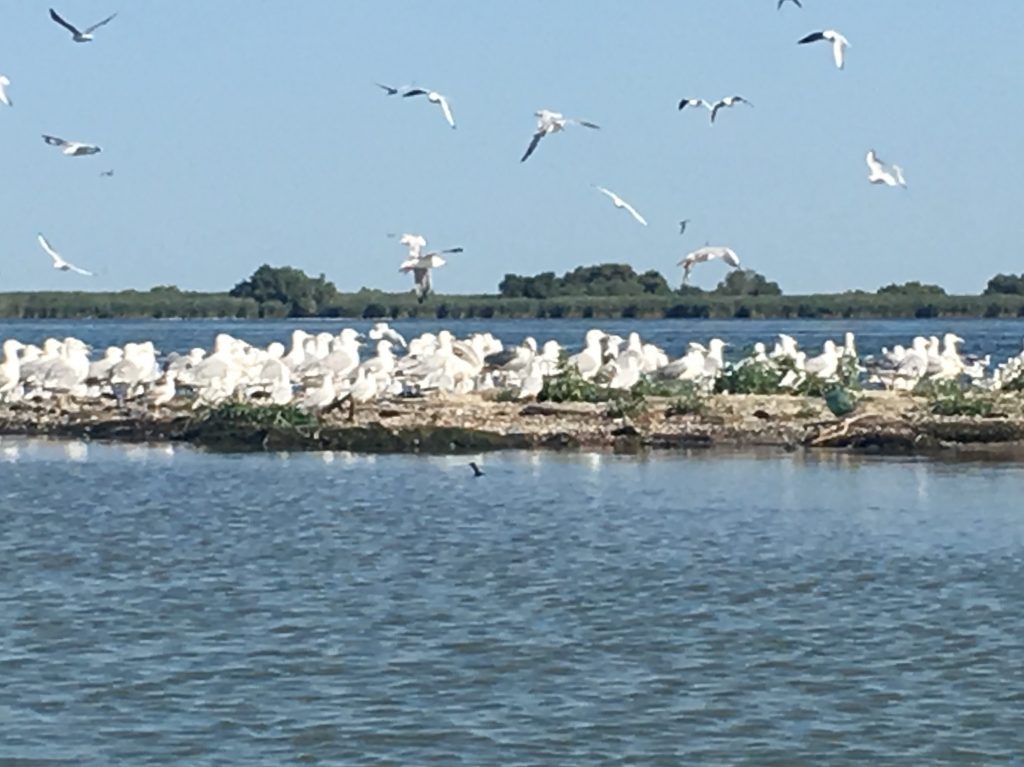 A Flock of Seagulls