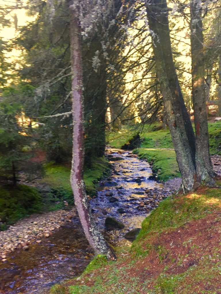 Creek in the woods