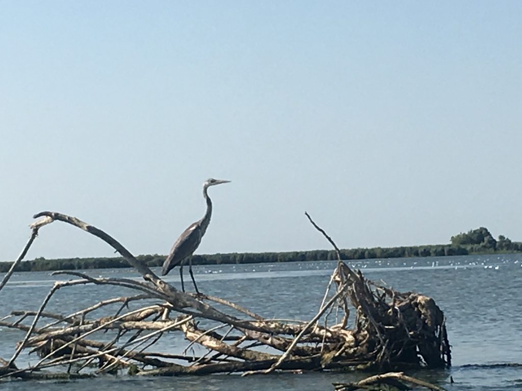 Egret on log