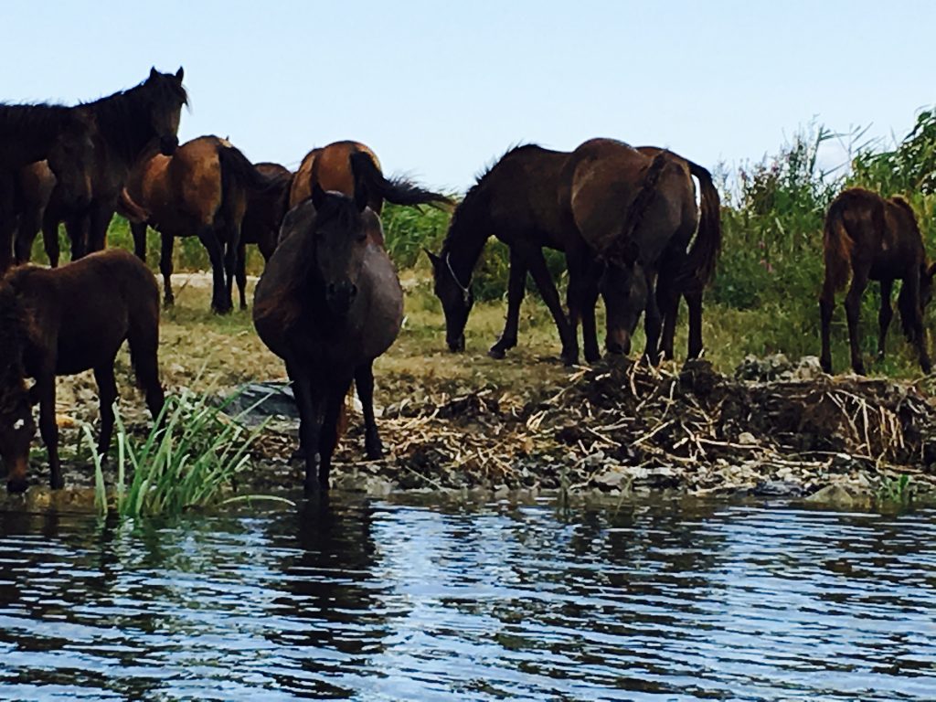 Horses on river bank