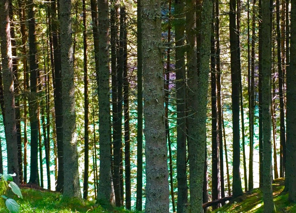 Lake through Birch