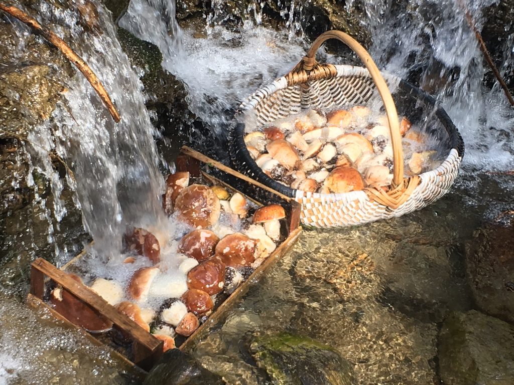 Mushrooms in river