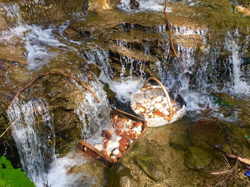 Mushrooms in river_2
