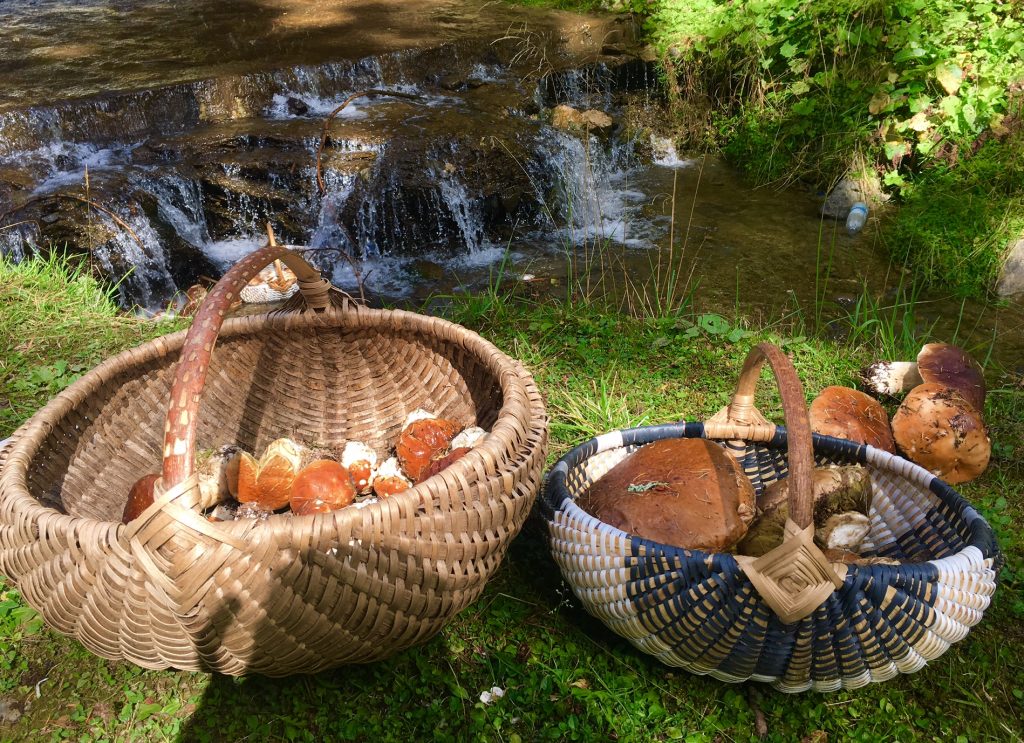 Shrooms in baskets