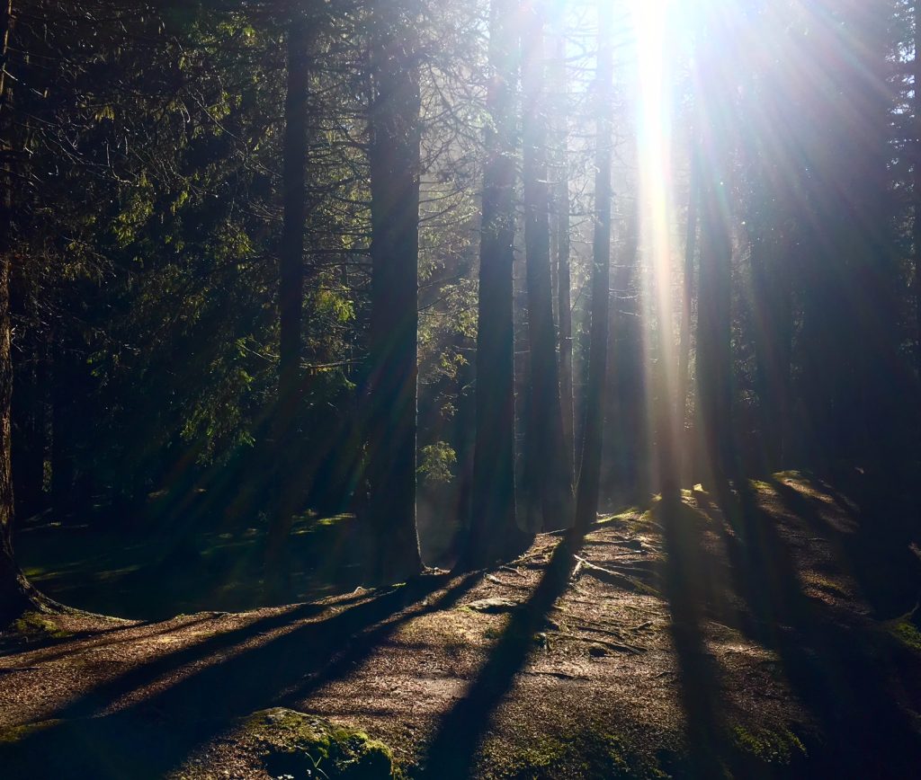 Sun streams thru trees as the mist rises