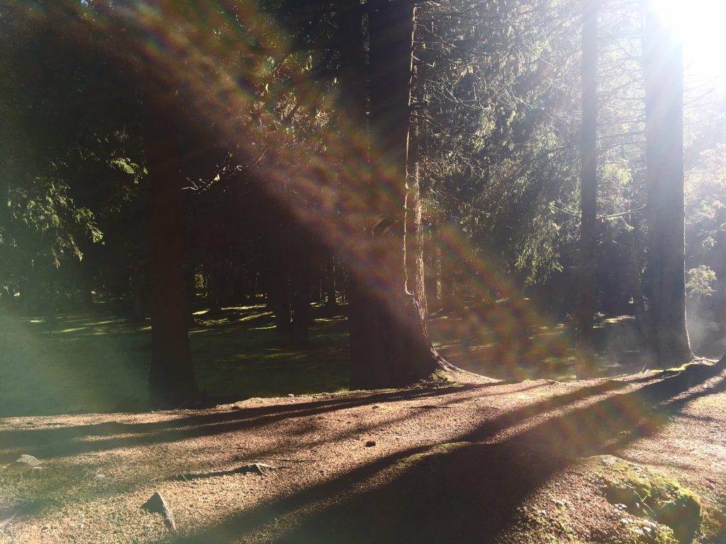 The magic of light in trees