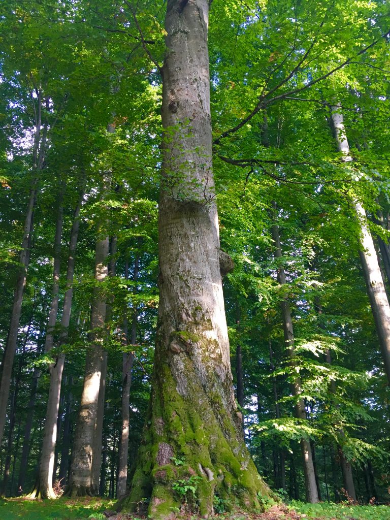 Sacred Tree roots