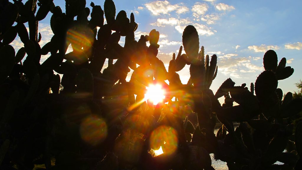 Sun through Nopal