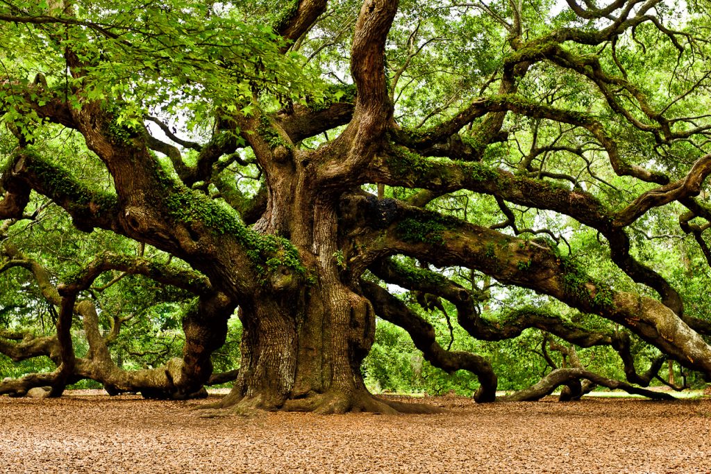 mystical-angel-oak-tree-