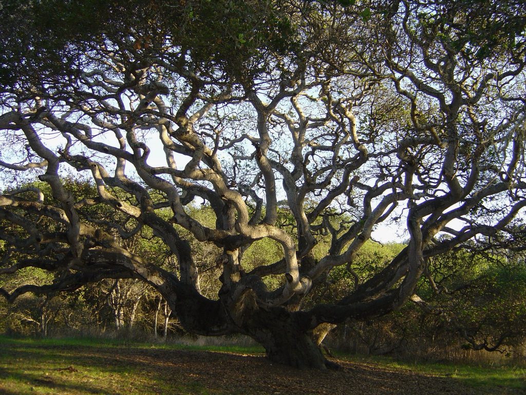 Live Oak