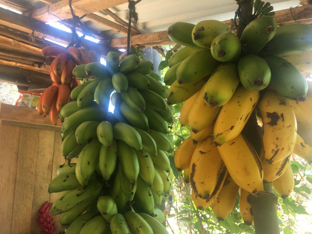 Bananas in the sun