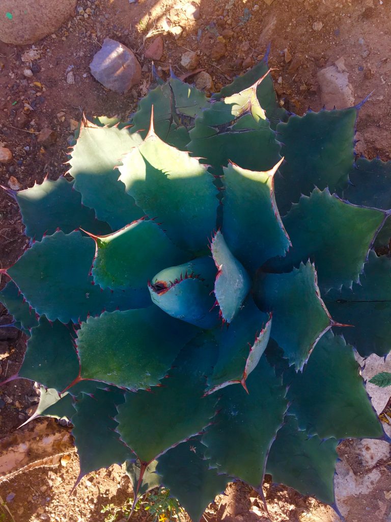 Edit Agave Nativa